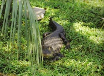 Alligator - An alligator that I took a picture of at The Zoo in Gulf Breeze, Florida. Alligator - An alligator that I took a picture of at The Zoo in Gulf Breeze, Florida.