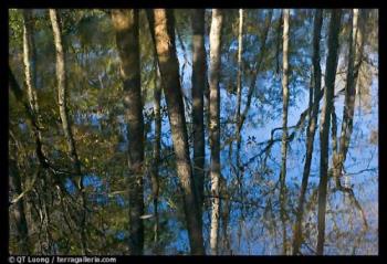 Cypress trees reflected in swamp - a photo from Congaree National Park, South Carolina, USA
