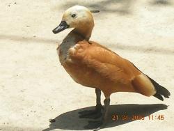 Bird - Photographed at Mysore Zoo