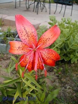 Tiger Lily - Tiger lily from my front garden. I sell the seeds on yahoo and Craig&#039;s list, ebay too