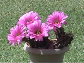 Beautiful flowers on Cactus ! - Cactus though it is aXerophyte with full of hardships to blooms with beautiful colored flowers.They are very beautiful, attractive and brillient !