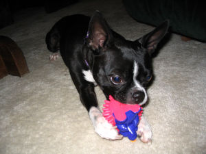 Rita / Boston Terrier - Have you met Rita?