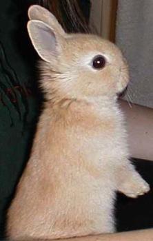 Baby rabbit - Baby rabbit