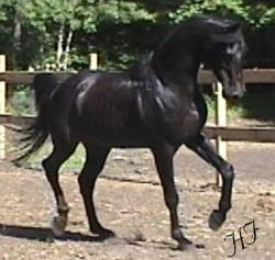 stallion - horse