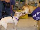 Dogs - One dog kissing other dog ready for adoption