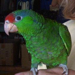 JJ my Red Headed Amazon - red and green bird perched on my hand