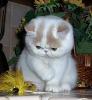 Pretty little kitty. - Orange and white kitten.
