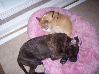 pit bull & chihuahua - My dogs.