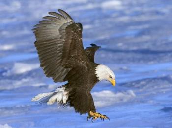 Bald Eagle in Flight, Alaska - Bald Eagle in Flight, Alaska