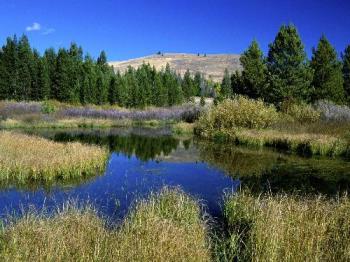 Beaver Ponds, Sun Valley, Idaho - Beaver Ponds, Sun Valley, Idaho