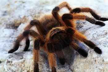 spider - big spider