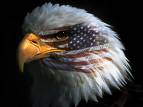 Proud To Be An American! - Bald Eagle