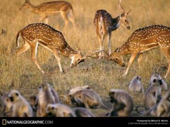 Deer - Deer Deer - Deer