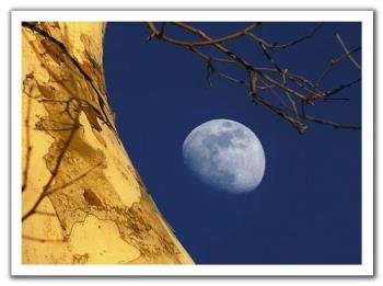 Moon  - Moon