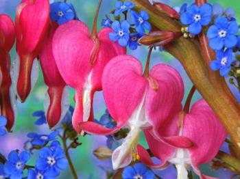 Bleeding Heart and Forget-Me-Not - Bleeding Heart and Forget-Me-Not