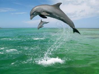 Bottlenose Dolphins, Caribbean Sea - Bottlenose Dolphins, Caribbean Sea