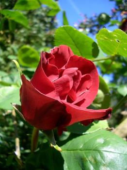 Red rose - Red rose