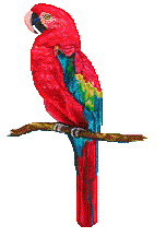 Parrot - Parrot