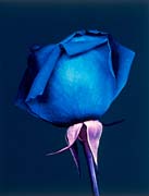 Blue Rose - Blue rose