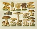 mushrooms - mushrooms