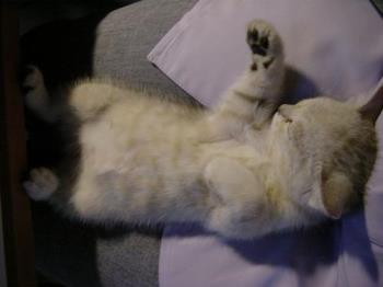 Sleeping peacefully - ...and no, that wasn&#039;t me on the picture. meow~