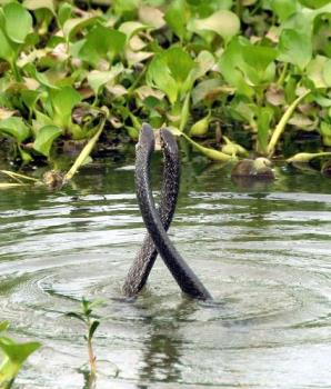 Cobra Mating - Cobras...assam,india