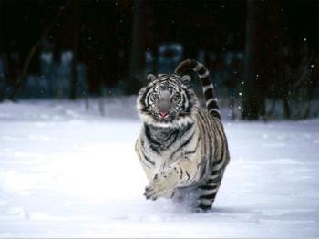 Siberian Tiger - CREDIT : http://www.montclair.edu/orgs/cc/Siberian%20Tiger.jpg