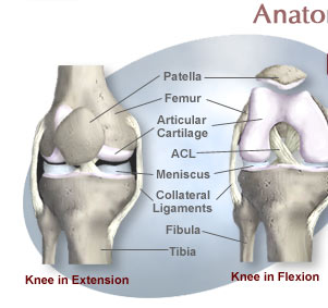 knee pain - knee pain