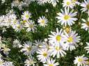 Daisies - Afield of daisy flowers