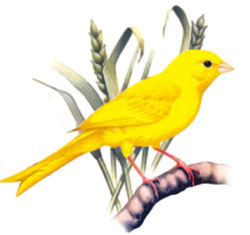 Canary Bird - Canary Bird
