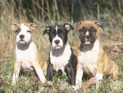 Pitbull Puppies - Pitbull Puppies