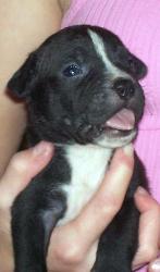 My pitbull puppy at 3 weeks old.... - Puppy