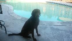 Duke by the pool - He was posing for me by the pool, he is such a show off.