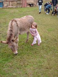 donkey - donkey and child