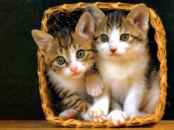 kittens - kittens