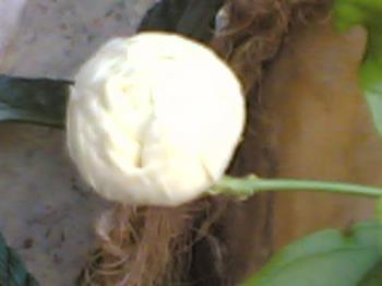 jasmine flower - the symbol of purity