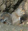 squirrel - squirrel