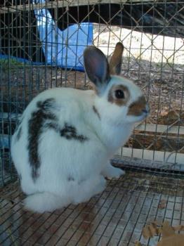 Rabbit in a Shelter Awaiting Adoption - Rabbit overpopulation problem