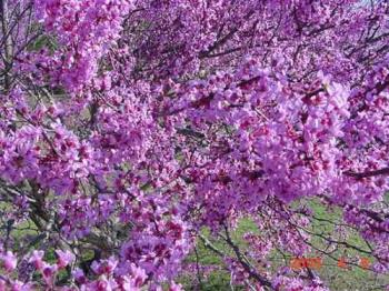 Red bud tree blossoms - Spring time in the Ozarks.  