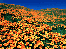 Carpet of Orange - Orange