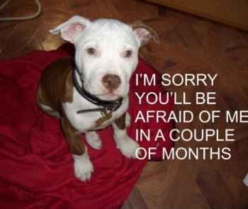Pitt Bull - I am sorry you will be afraid of me in a few months.