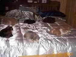 cat, cats, and more cats!! - This is what you call a bed full of cats!  LOL