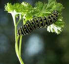 caterpillar - caterpillar