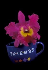 Flowers carry the feelings - Flowers carry the moods