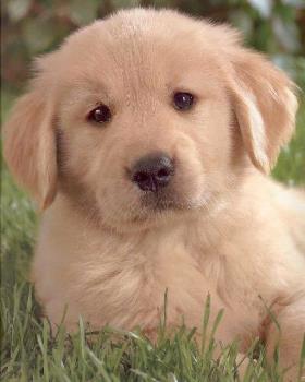 golden retriever puppy - Golden Retriever puppy