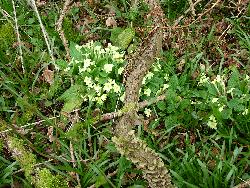 Primroses - Wild primroses