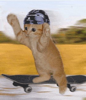 cat, skating, skateboard - cat, skating, skateboard