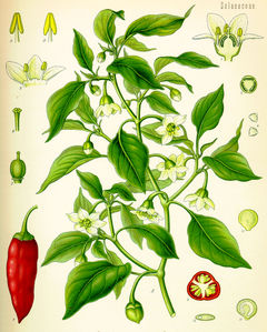 jalapeno  - jalapeno 