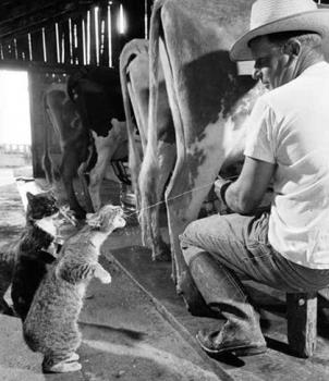 milk - a cowboy gives milk to cat