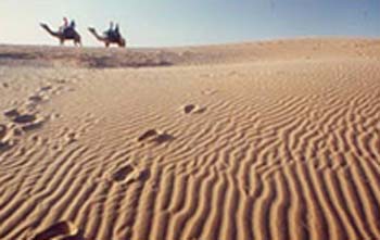 Desert in Rajasthan - A Sunny noon scene in the deserts of rajasthan, India